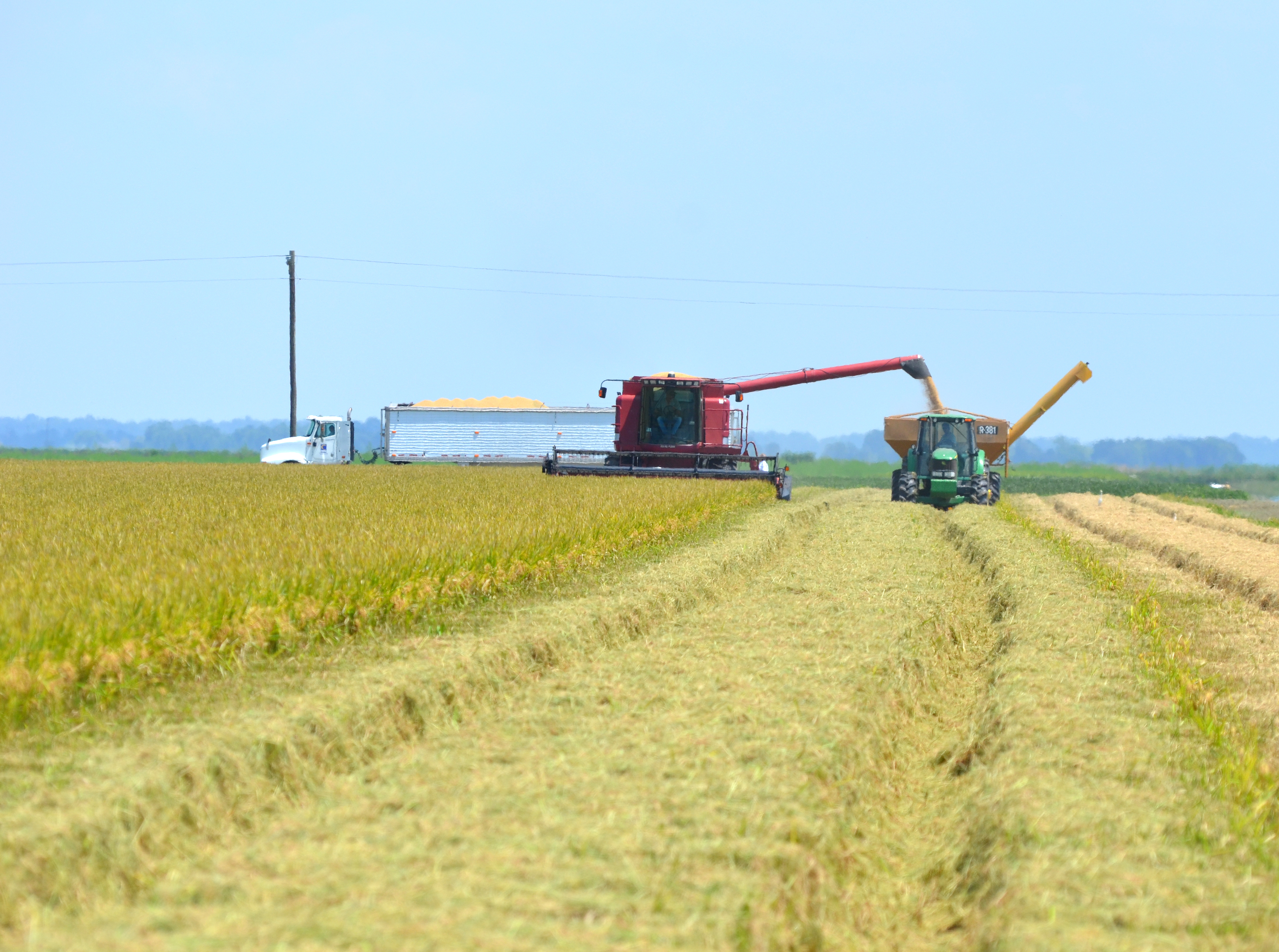 LSU AgCenter to hold virtual rice meetings